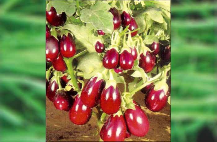 BRINJAL SAMAG KALYAN F1